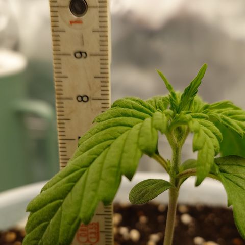 Papaya Cookies Auto growlog timeline photo