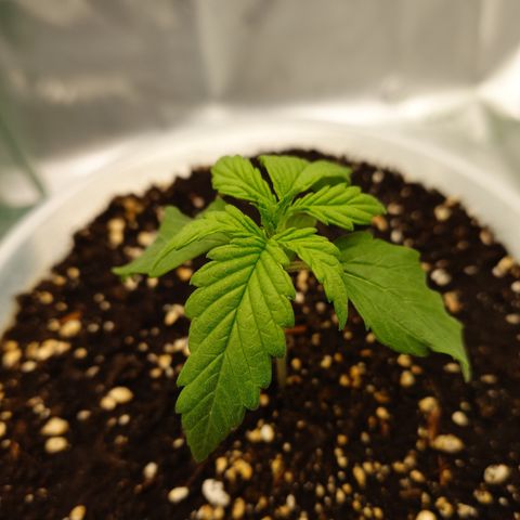 Papaya Cookies Auto growlog timeline photo