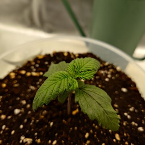 Strawberry Gorilla Auto growlog timeline photo