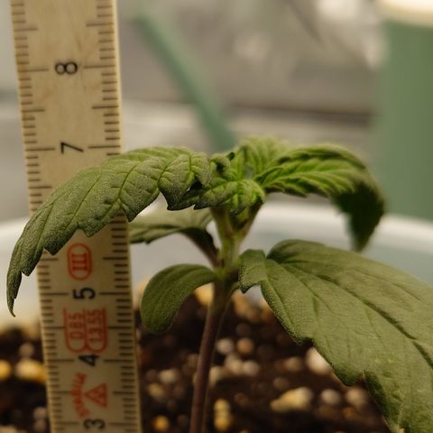 Strawberry Gorilla Auto growlog timeline photo