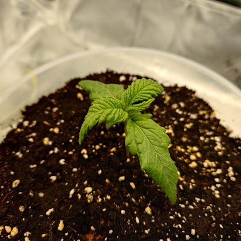 Gorilla Cookies Auto growlog timeline photo
