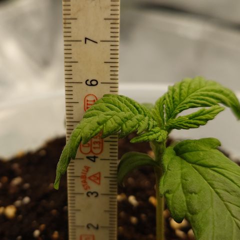 Gorilla Cookies Auto growlog timeline photo