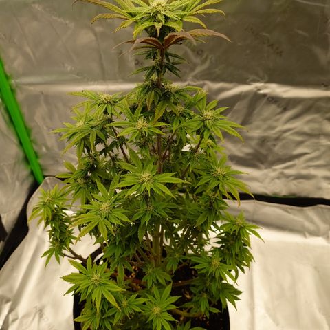 Tyson growlog timeline photo