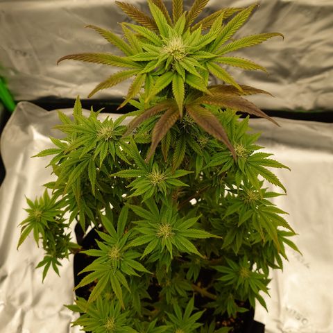 Tyson growlog timeline photo