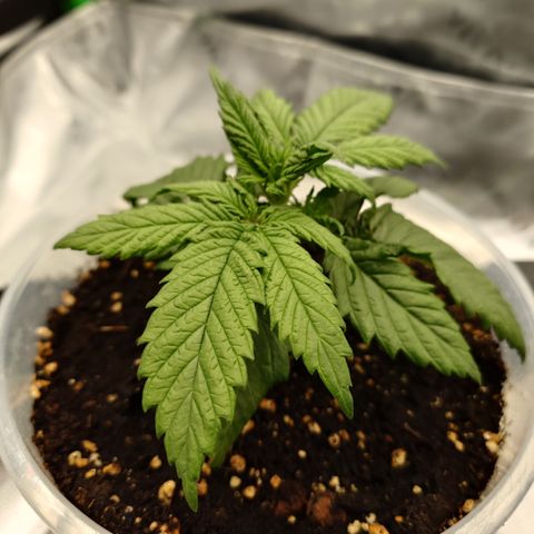 Gorilla Cookies Auto growlog timeline photo