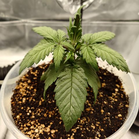 Strawberry Gorilla Auto growlog timeline photo