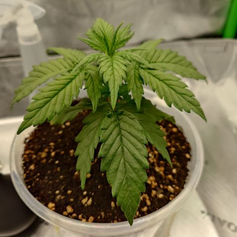 Papaya Cookies Auto growlog timeline photo