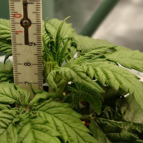 Gorilla Cookies Auto growlog timeline photo