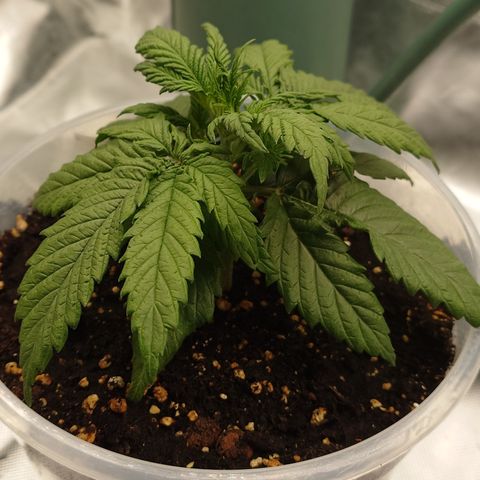 Gorilla Cookies Auto growlog timeline photo
