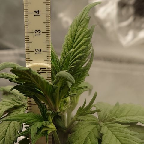 Strawberry Gorilla Auto growlog timeline photo