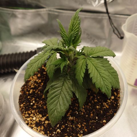 Strawberry Gorilla Auto growlog timeline photo