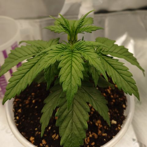 Papaya Cookies Auto growlog timeline photo