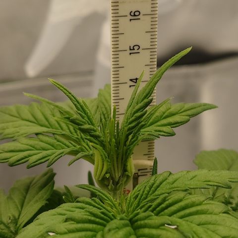 Papaya Cookies Auto growlog timeline photo