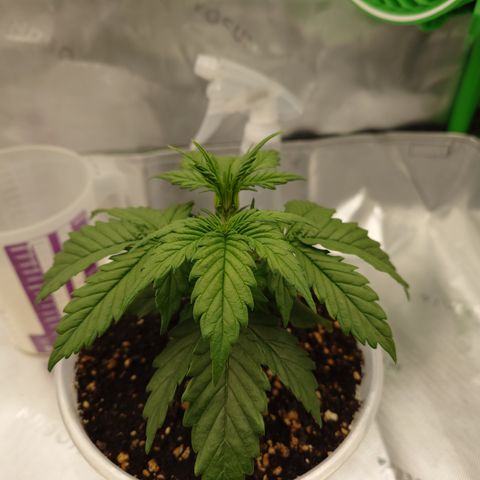 Papaya Cookies Auto growlog timeline photo