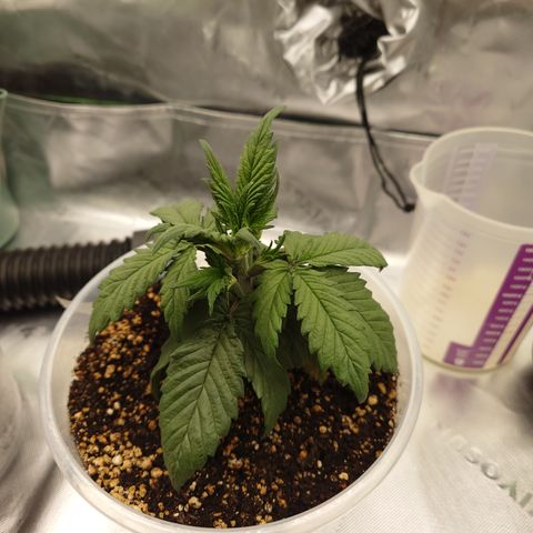 Strawberry Gorilla Auto growlog timeline photo