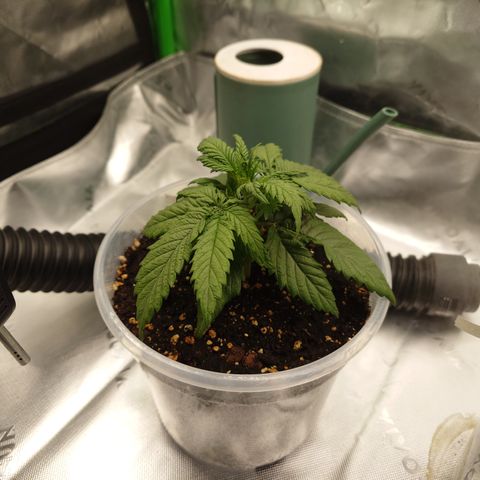 Gorilla Cookies Auto growlog timeline photo