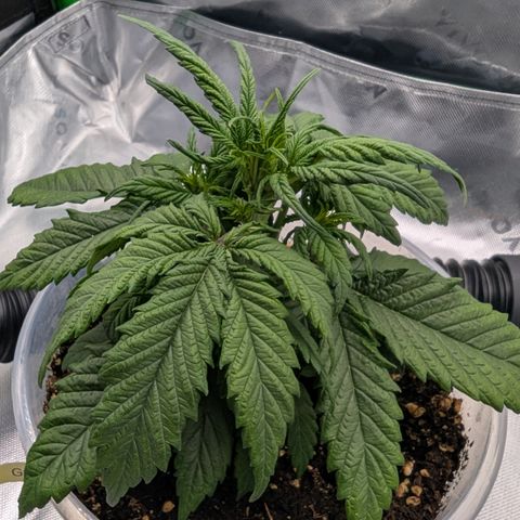 Gorilla Cookies Auto growlog timeline photo