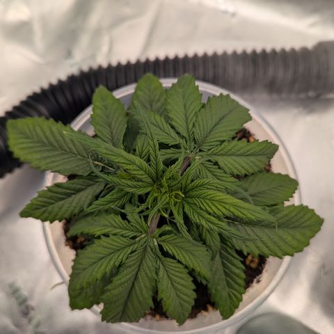 Gorilla Cookies Auto growlog timeline photo