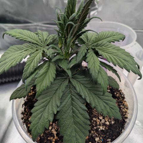 Strawberry Gorilla Auto growlog timeline photo