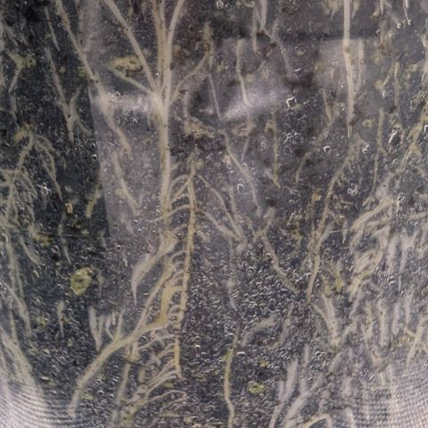 Strawberry Gorilla Auto growlog timeline photo