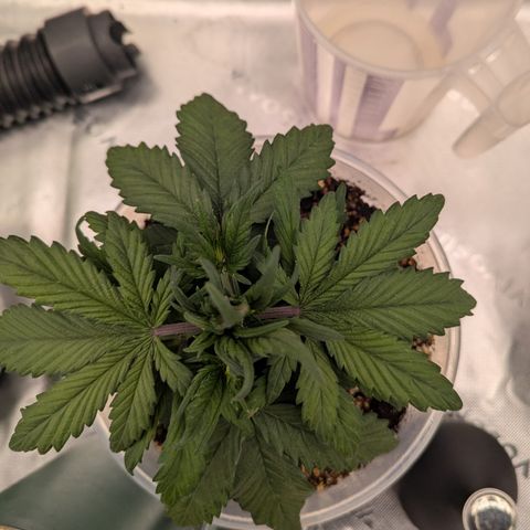 Strawberry Gorilla Auto growlog timeline photo