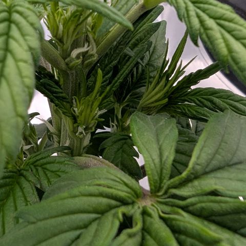 Papaya Cookies Auto growlog timeline photo