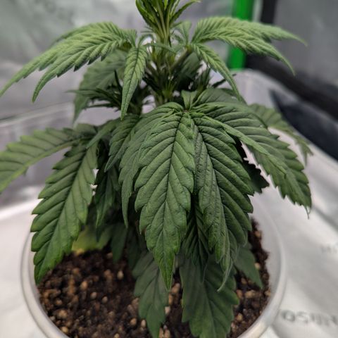 Papaya Cookies Auto growlog timeline photo
