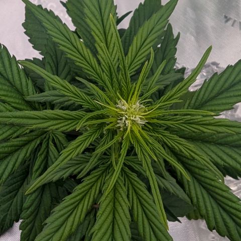 Papaya Cookies Auto growlog timeline photo