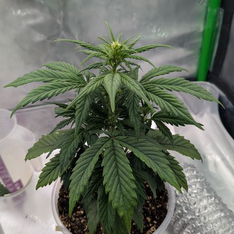 Papaya Cookies Auto growlog timeline photo