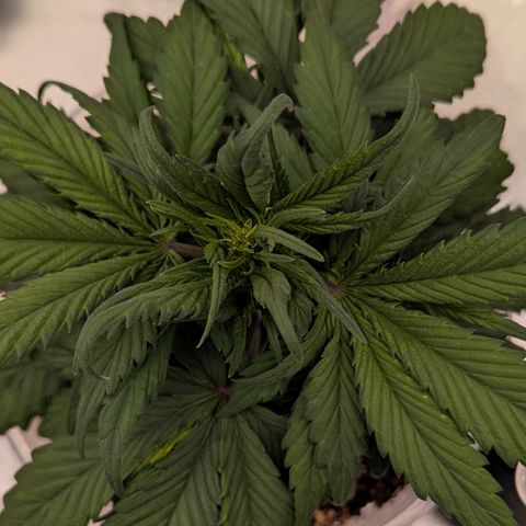 Strawberry Gorilla Auto growlog timeline photo