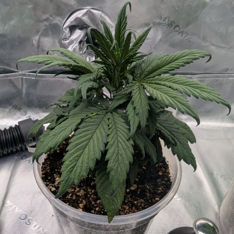 Strawberry Gorilla Auto growlog timeline photo