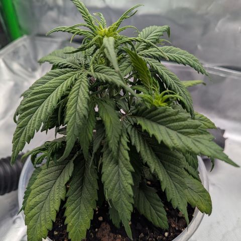 Gorilla Cookies Auto growlog timeline photo