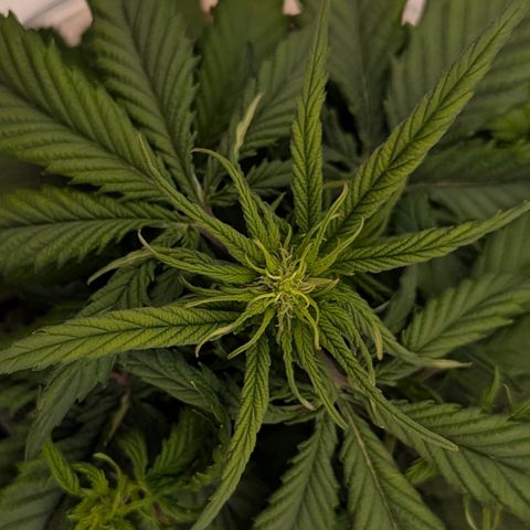 Gorilla Cookies Auto growlog timeline photo