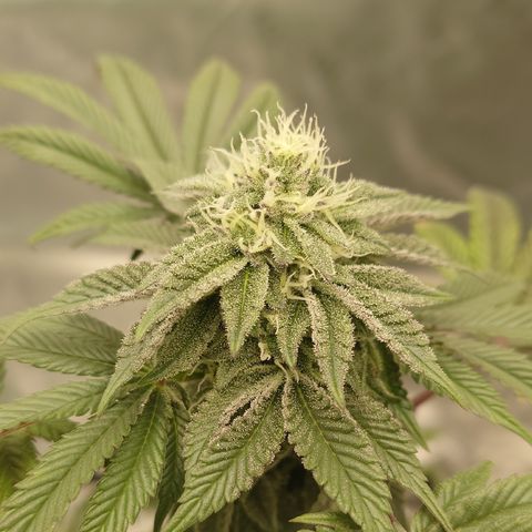 Tyson growlog timeline photo