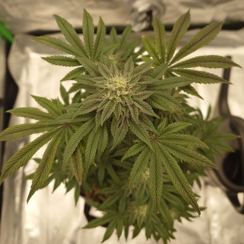 Tyson growlog timeline photo