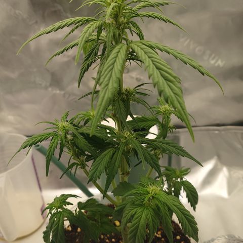 Papaya Cookies Auto growlog timeline photo