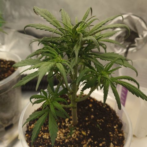 Strawberry Gorilla Auto growlog timeline photo