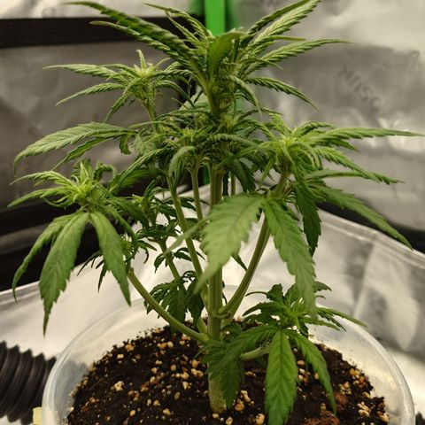 Gorilla Cookies Auto growlog timeline photo