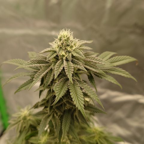 Tyson growlog timeline photo