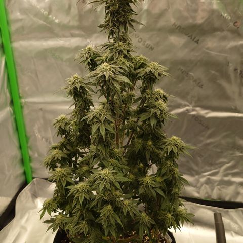 Tyson growlog timeline photo