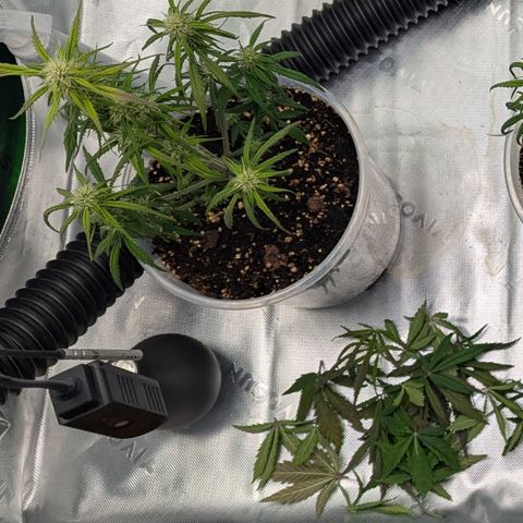 Gorilla Cookies Auto growlog timeline photo