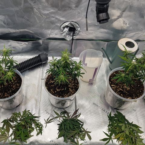 Gorilla Cookies Auto growlog timeline photo