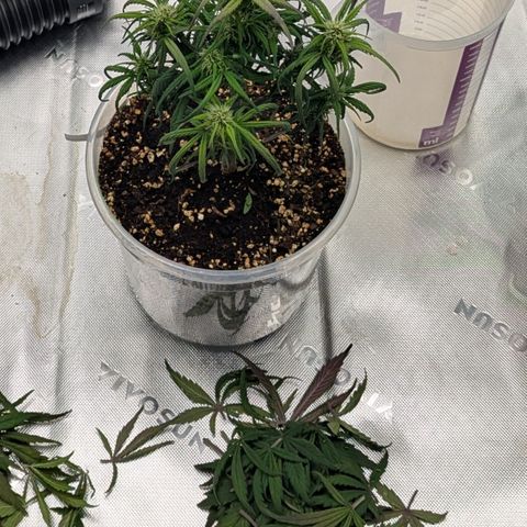 Strawberry Gorilla Auto growlog timeline photo