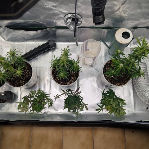 Strawberry Gorilla Auto growlog timeline photo