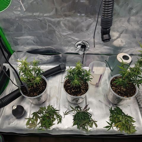 Papaya Cookies Auto growlog timeline photo