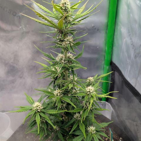 Papaya Cookies Auto growlog timeline photo