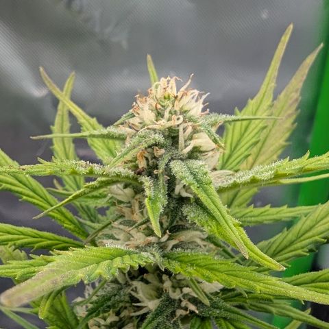 Papaya Cookies Auto growlog timeline photo