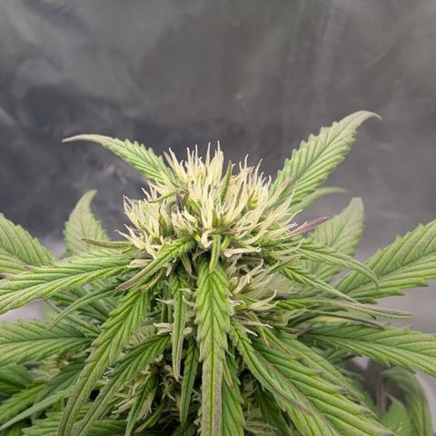 Strawberry Gorilla Auto growlog timeline photo
