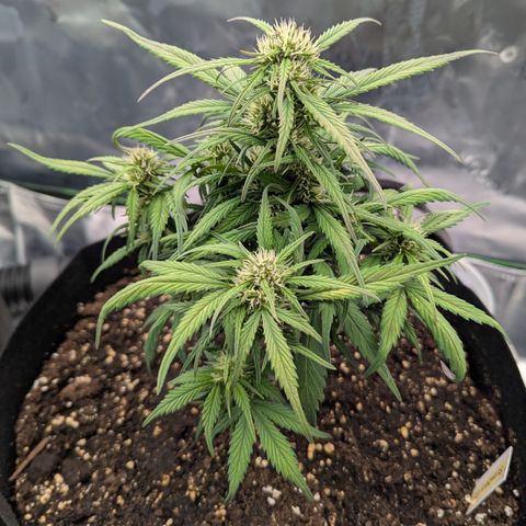 Strawberry Gorilla Auto growlog timeline photo