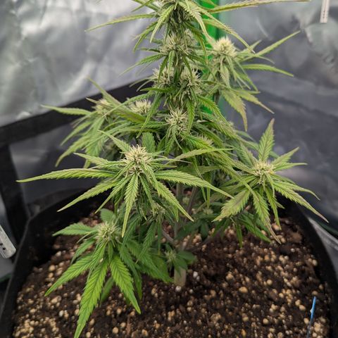 Gorilla Cookies Auto growlog timeline photo